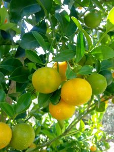 Limones conservante y antioxidante natural